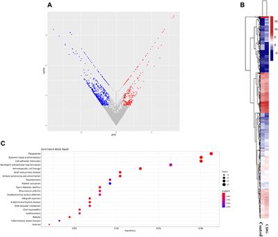 A novel SSR4 variant associated with congenital disorder of glycosylation: a case report and related analysis